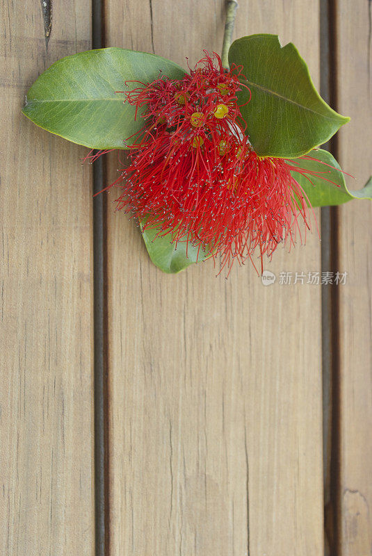 Pohutakawa on Decking，新西兰的圣诞花